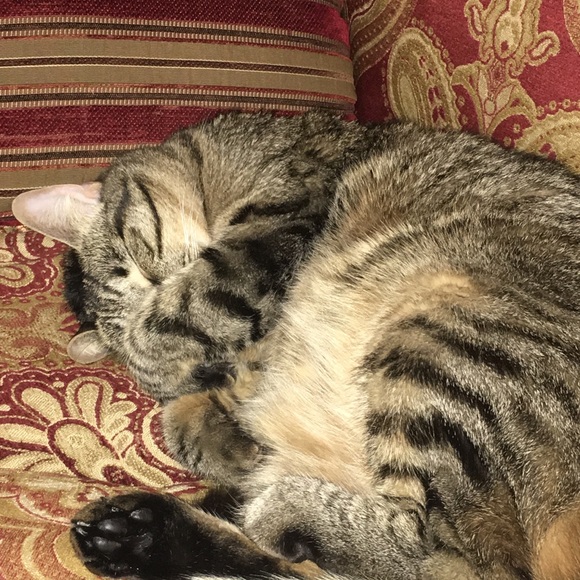 Meet your Posher,  Lori - Picture 1 of 2